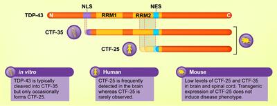 The Pathobiology of TDP-43 C-Terminal Fragments in ALS and FTLD